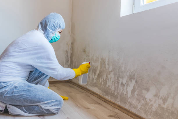 Licensed Black Mold Removal service in Colleyville, TX - WQB Mold Removal