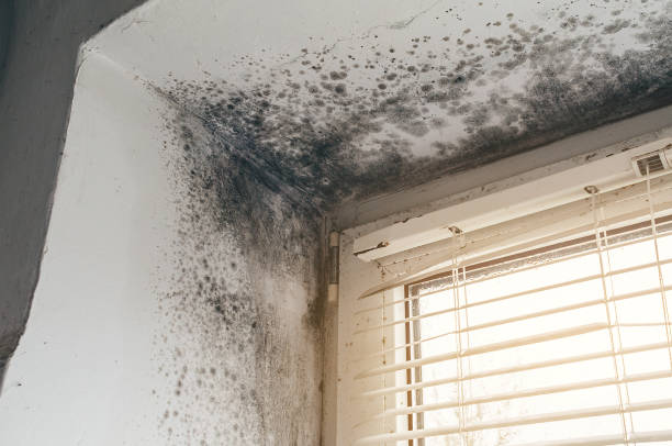 Affordable Black Mold Removal solutions in Colleyville, TX